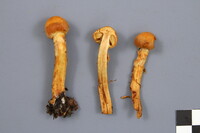 Cortinarius neocallisteus image